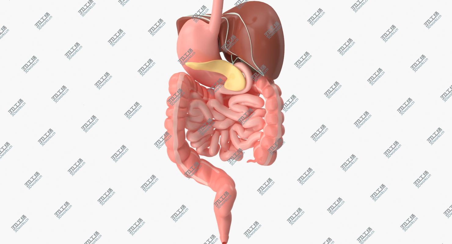 images/goods_img/2021040233/Digestive System/5.jpg